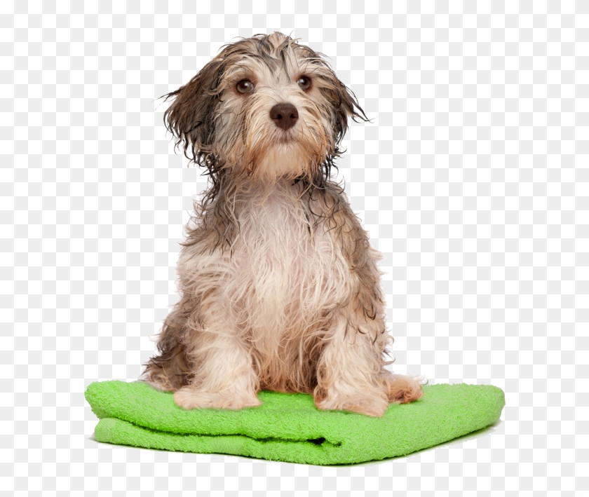 Dog Bath Png Transparent Dog Bath Clipart