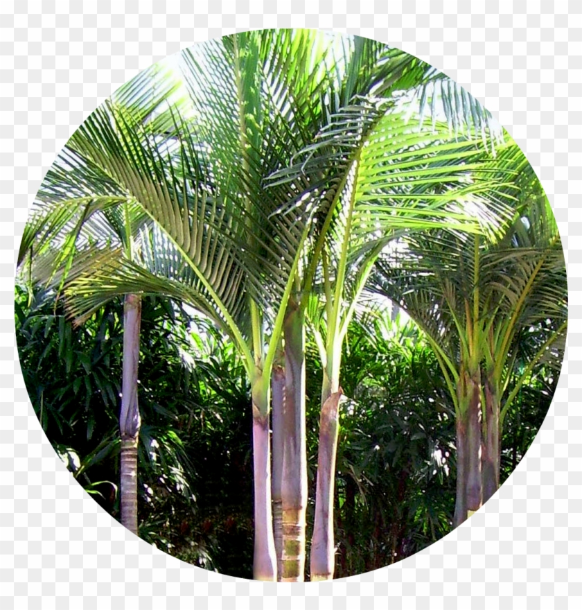 Palm Trees Types , Png Download - King Palm Tree Clipart