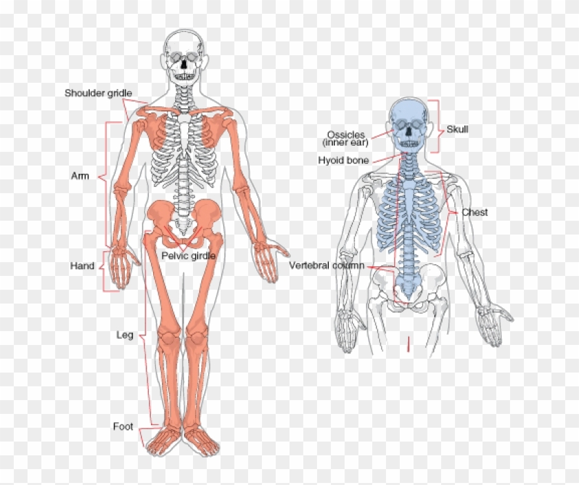 Upper Extremities And Lower Extremities Clipart
