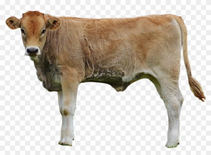Cows-982295 Clip - Dairy Cow - Png Download #2032807