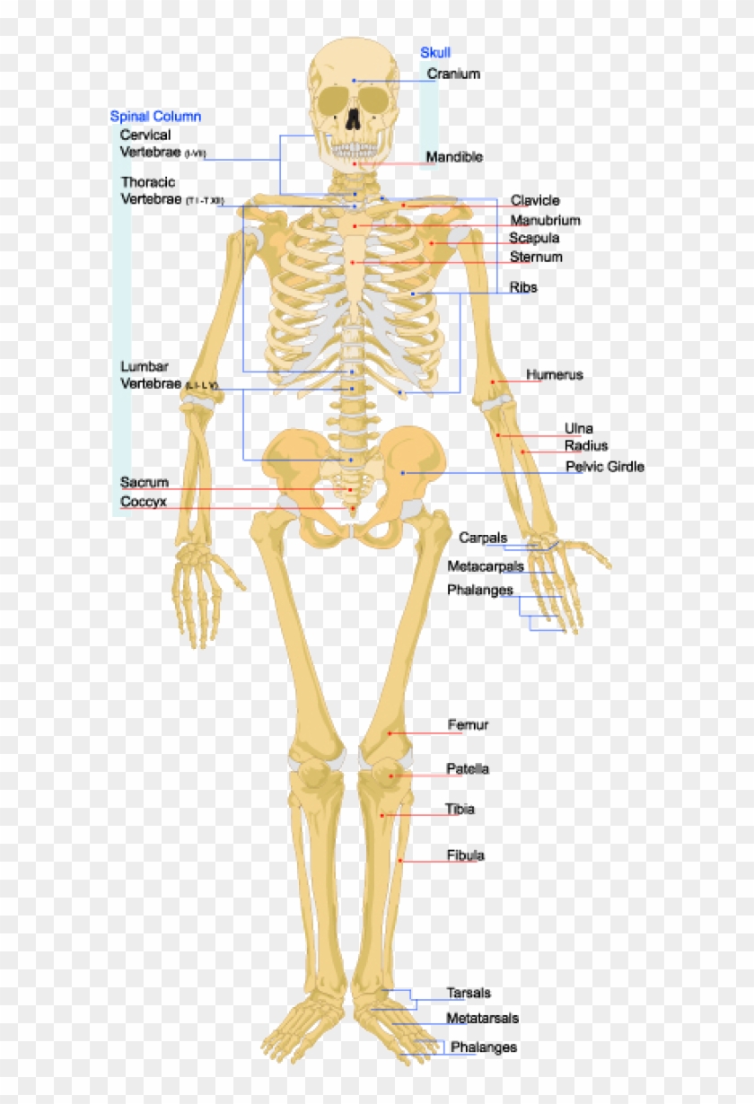 The Skeleton Is The Bone And Cartilage Scaffolding - Cartilage In Skeletal System Clipart