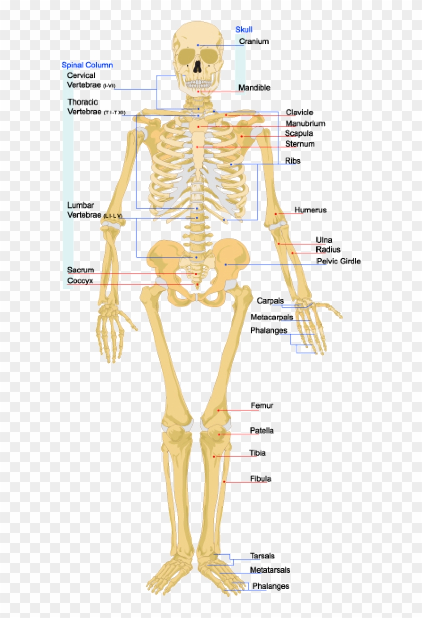 The Skeleton Is The Bone And Cartilage Scaffolding - Cartilage In Skeletal System Clipart #2032856