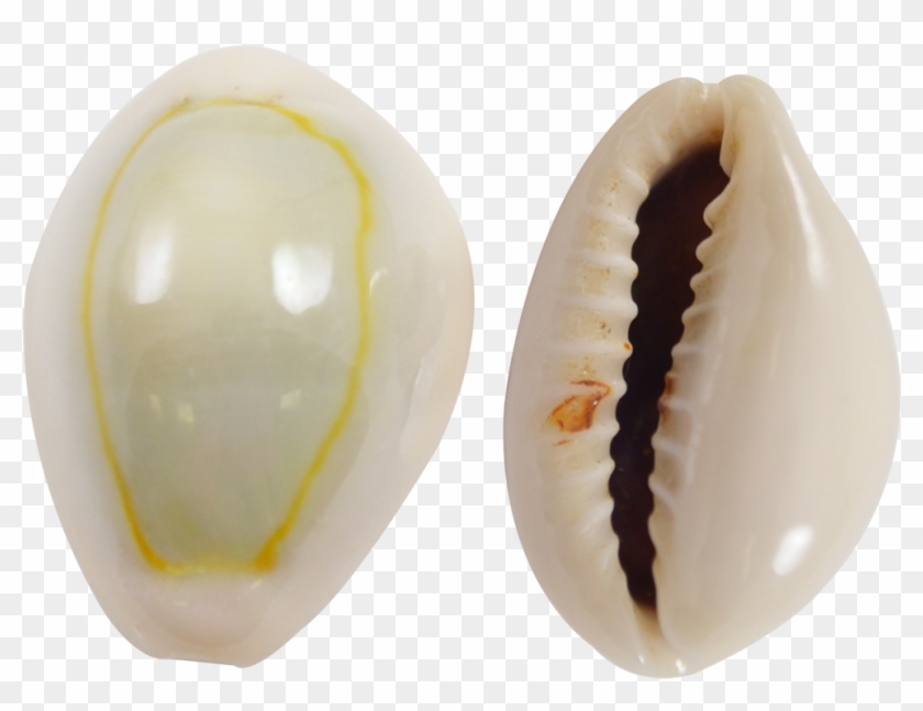 Ring Top Cowrie Shells Clipart