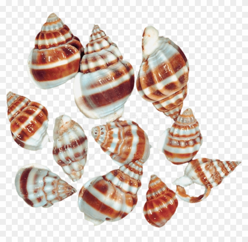 Free Png Download Transparent Sea Snail Shells Clipart - Sea Snails Snail Png #2034211