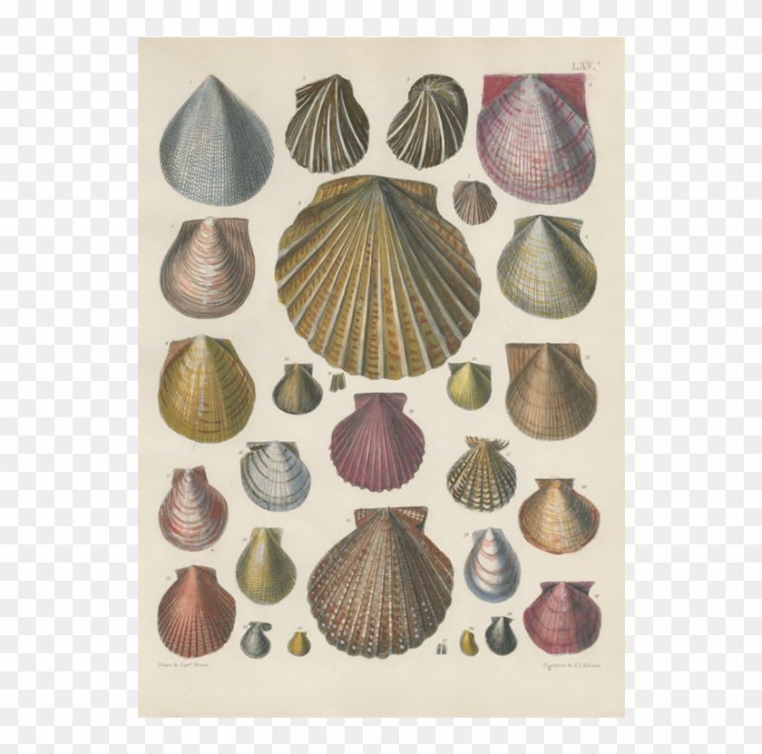 Scallop Clipart