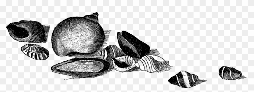 Digital Stamp Design Lobster Shells Artwork Drawing - Sketch Clipart