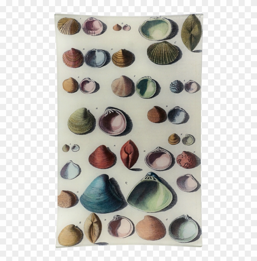 Shell Clipart #2035139