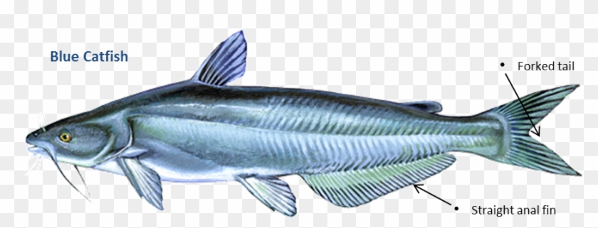 Blue Catfish Clipart