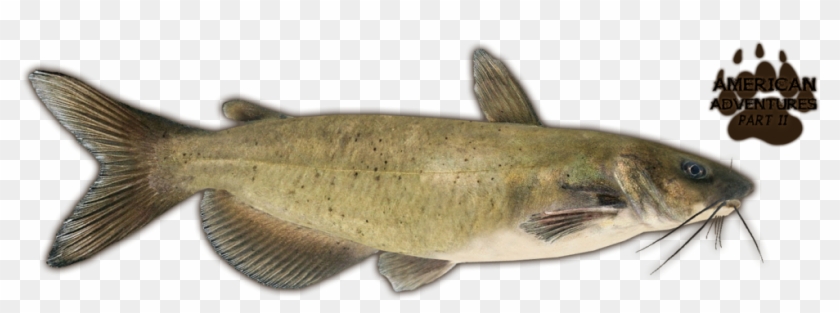 Catfish Png Clipart