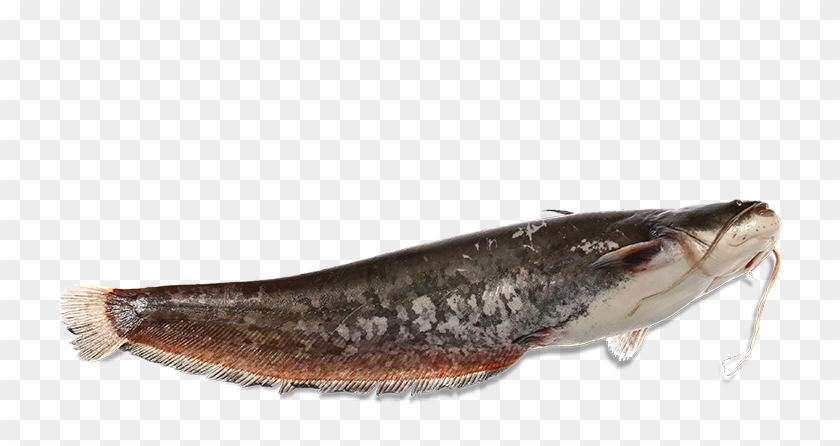 The Panona Mare Fresh Catfish Is Delivered Whole, Dressed, - Lunge Clipart
