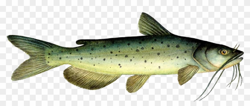 Channel Catfish Clipart #2036239