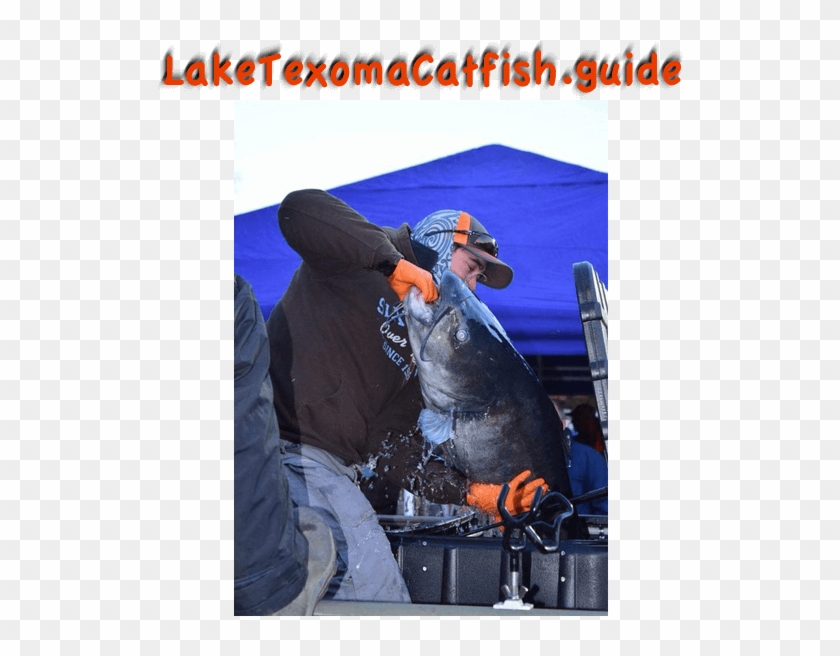 Catching Blue Catfish, Lake Texoma Catfish Guides - Jigging Clipart