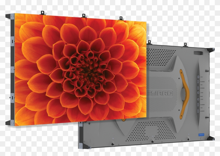 Low Res - Close Up Of A Flower Clipart