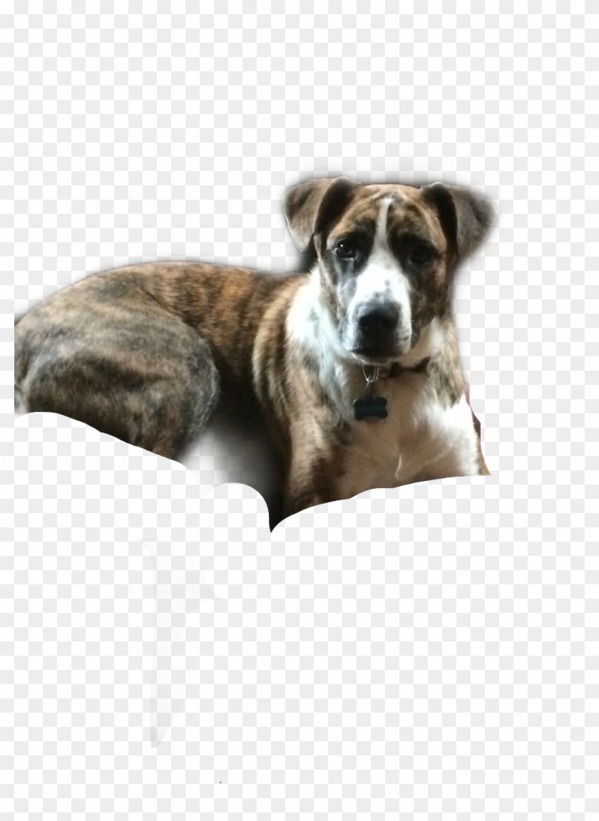 Doge Sticker - Whippet Clipart