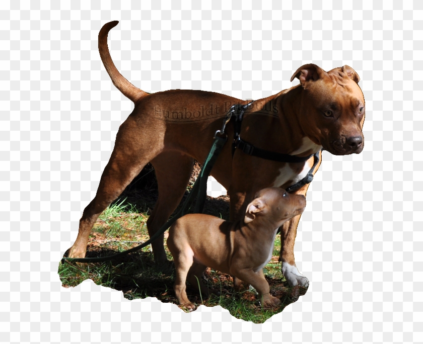 Red Nose American Pit Bull Terrier Breeders In Ca Who - Red Nose Pitbull Puppy Female And Male Clipart #2044808