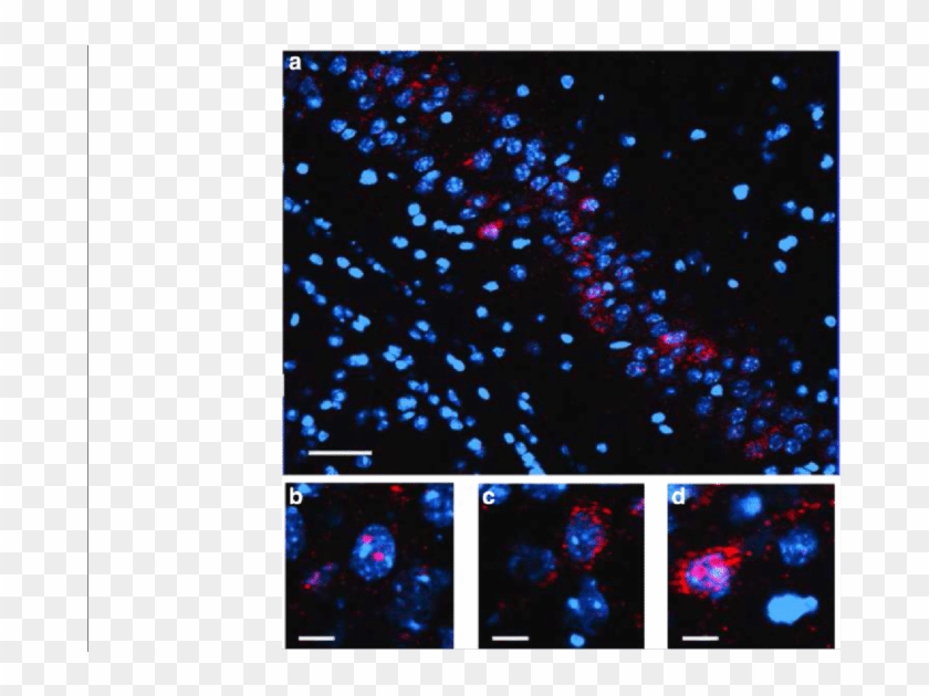 Representative Images For Arc Catfish Data In Area - Fractal Art Clipart