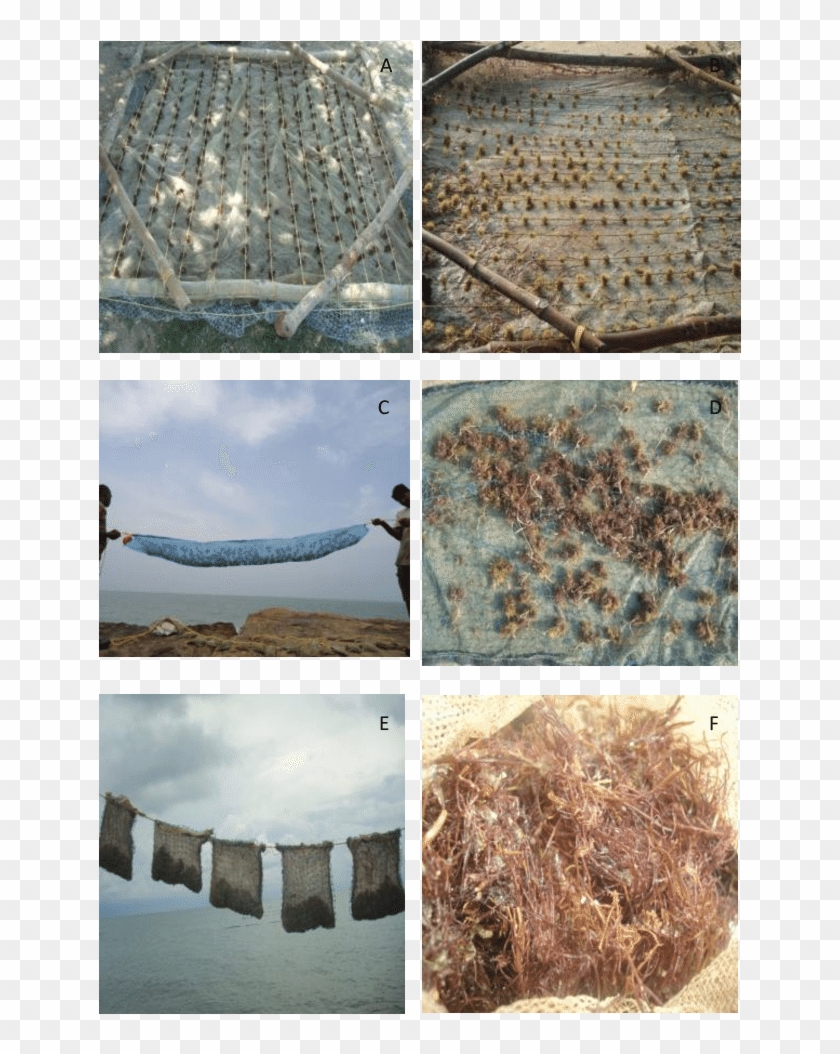 Different Methods Of Cultivation - Collage Clipart #2048513