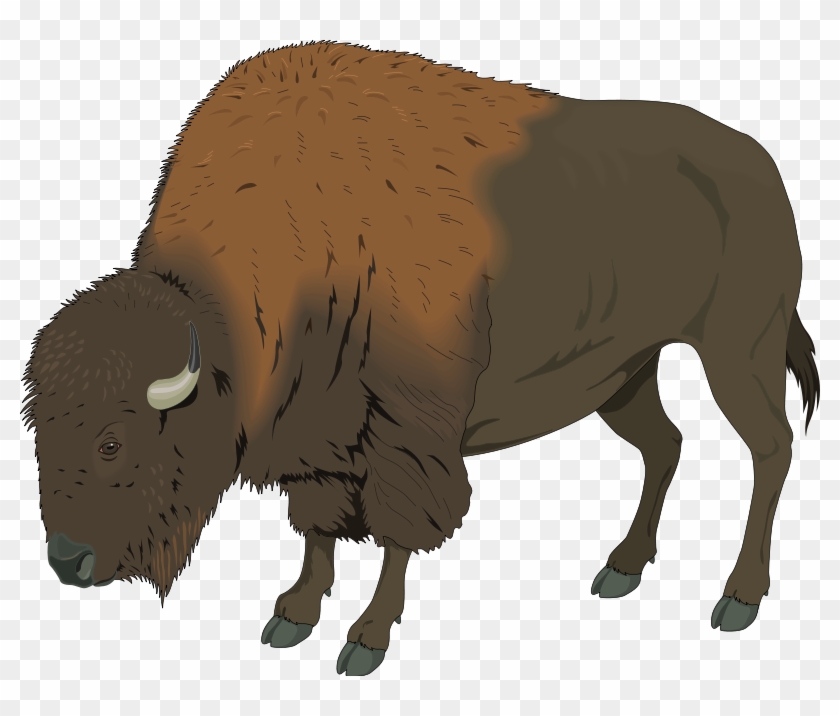 Free - Buffalo Clip Art - Png Download #2054620