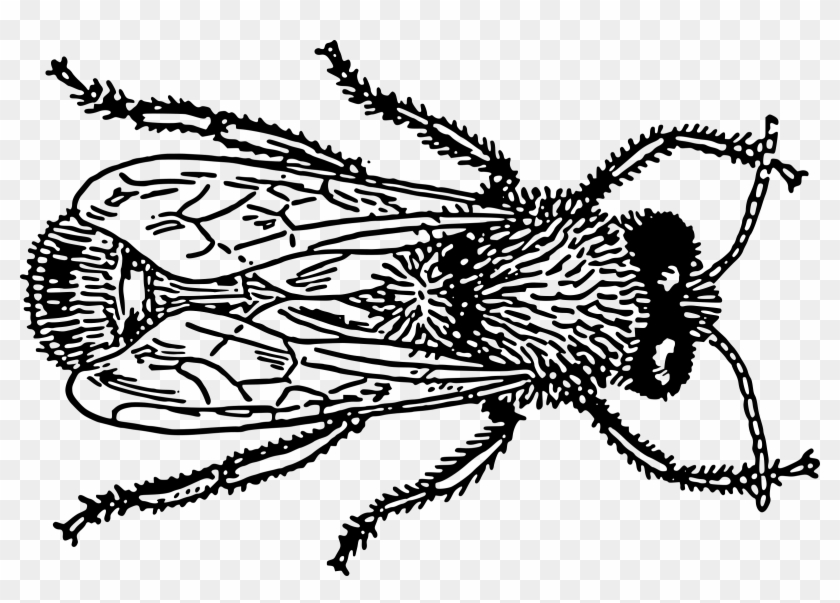 This Free Icons Png Design Of Drone 1 - Bugs Drawing Png Clipart #2055443