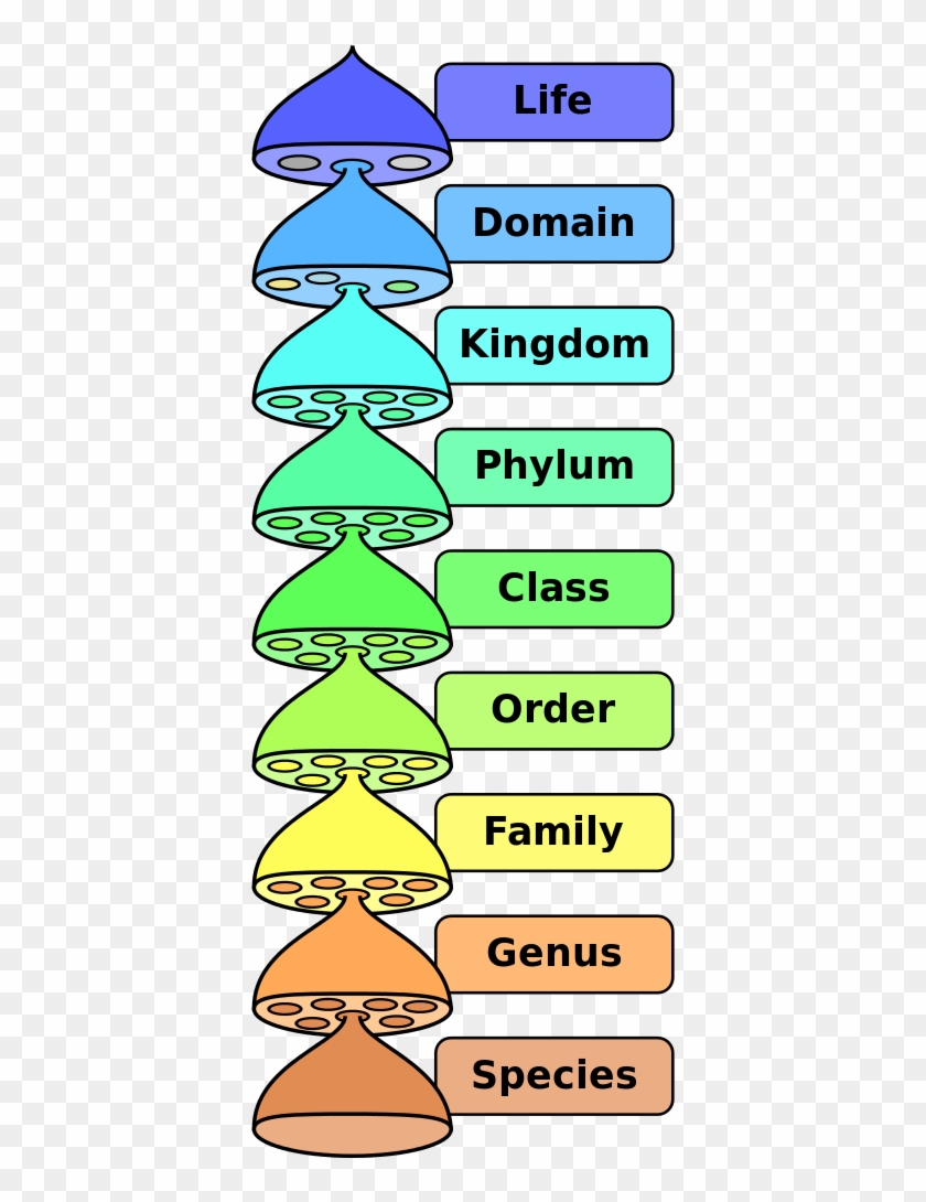 Biological Classification L Pengo Vflip - Biological Nomenclature Clipart