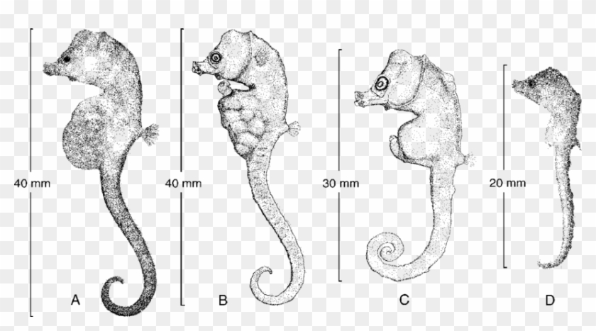 A & B, Holotype, , Nmv A192, Eden, Nsw - Line Art Clipart