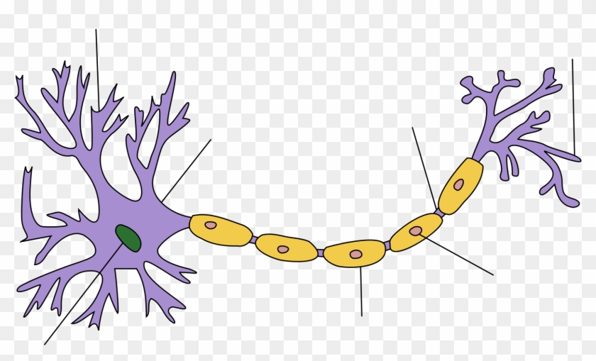 Biology, Blood, Cell, En, Muscle, Nerve, Phloem, Red, - Simple Neurons Clipart