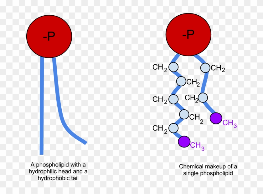 Phospholipid Chemicalmakeup - Phospholipid Definition Clipart