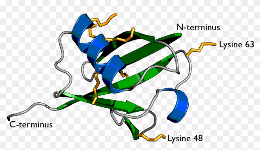 Cell Biology - Ubiquitin Protein Clipart #2057805