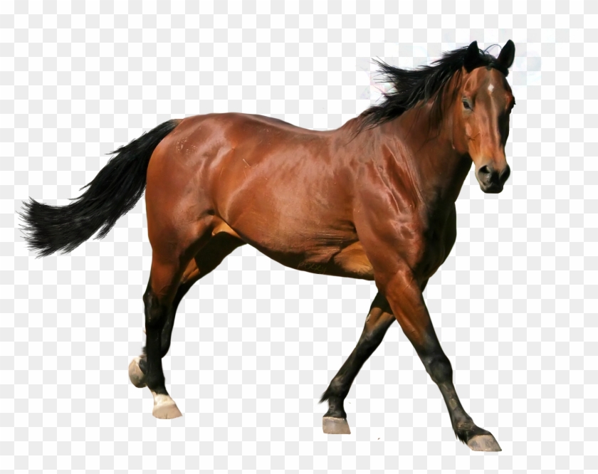 Caballo Png - Imagenes De Caballo Png Clipart #2059656