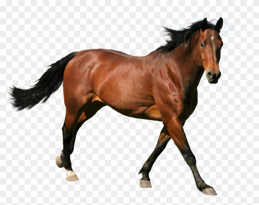 Caballo Png - Imagenes De Caballo Png Clipart