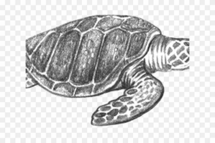 Olive Ridley Sea Turtle Sketch Clipart