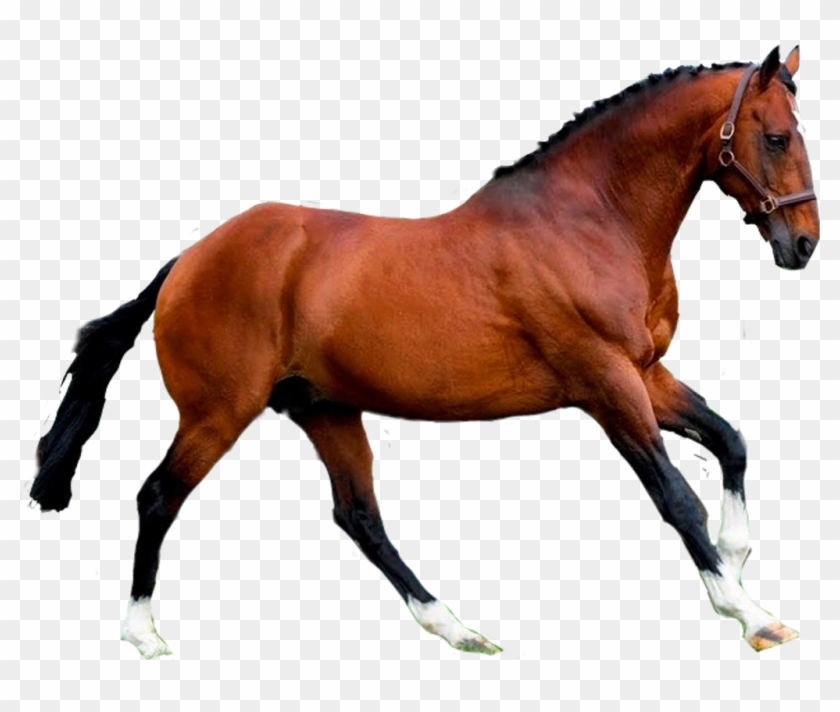#horse #caballo - Sorrel Clipart #2060269