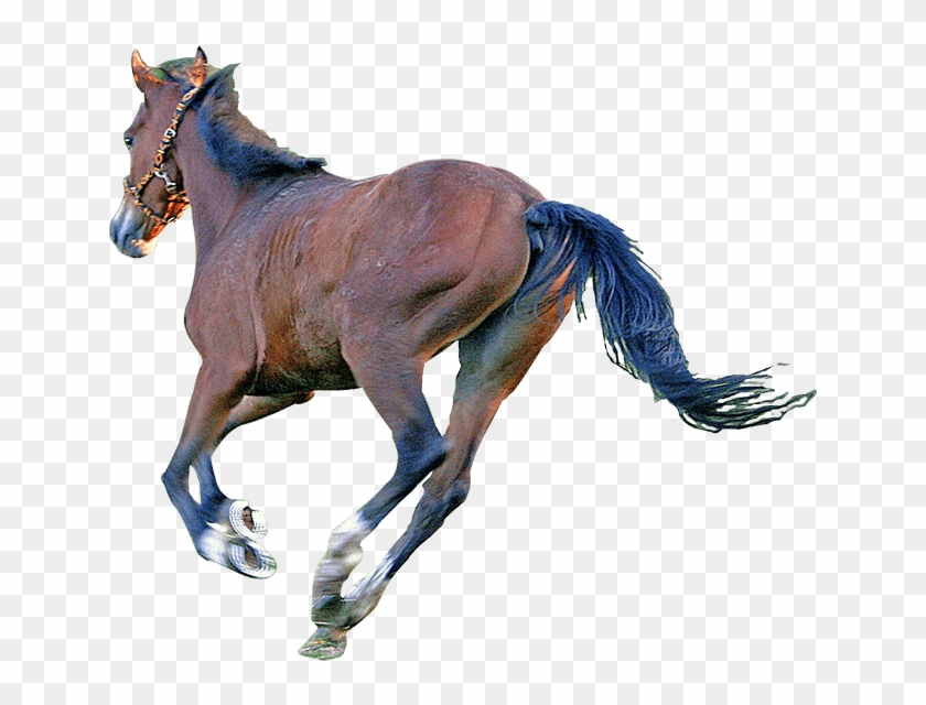 Caballo - Sorrel Clipart