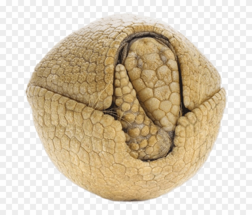 Animals - Armadillos Hard Clipart #2060546