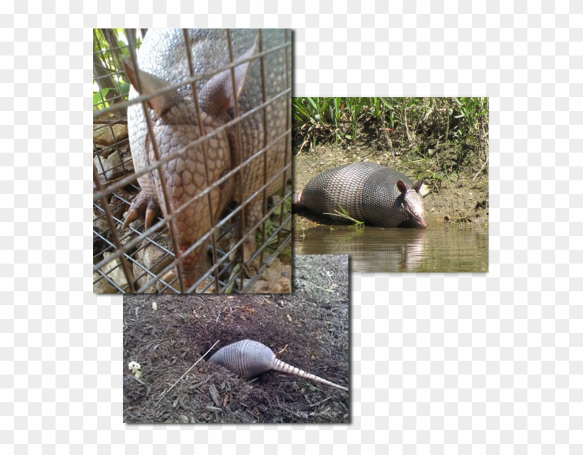 Armadillo Removal Has Become A Very Common Wildlife - Armadillo Clipart #2060737