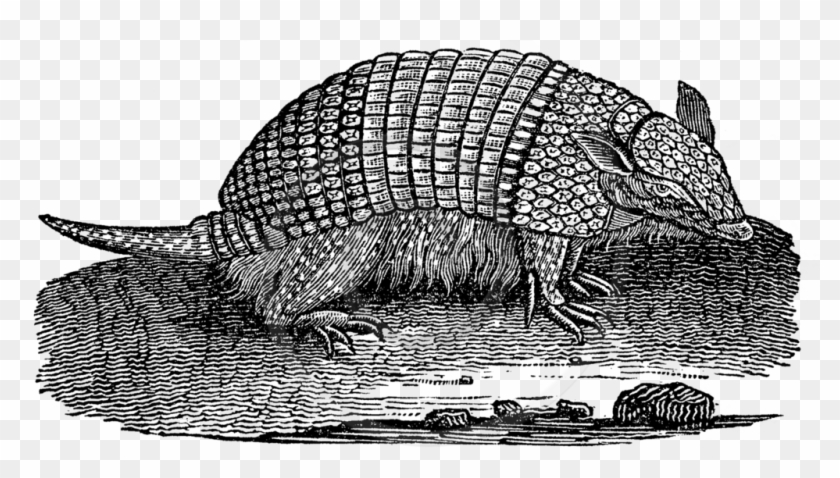 Armadillo Png Clipart #2060910