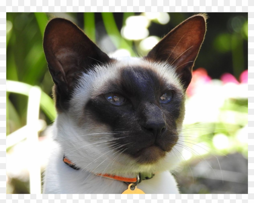 Felix Is Reunited - Siamese Clipart