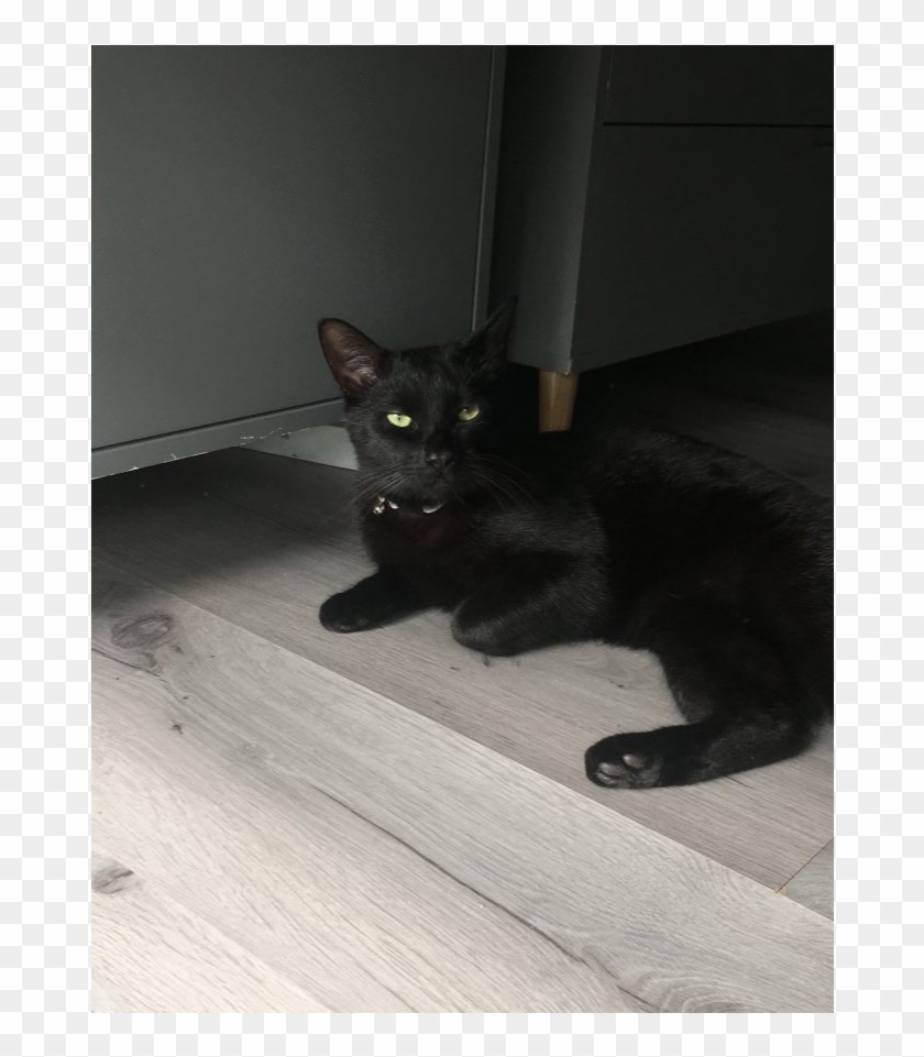 Felix Is Missing - Black Cat Clipart