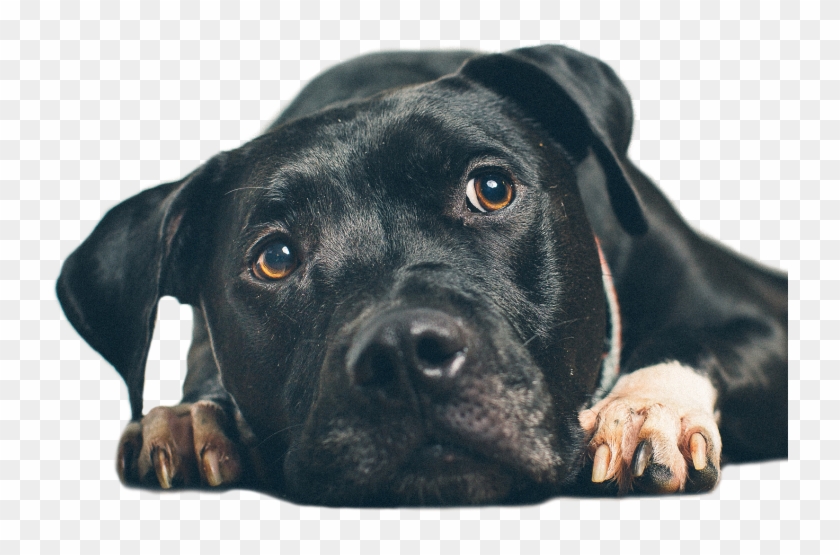 pets unlimited website