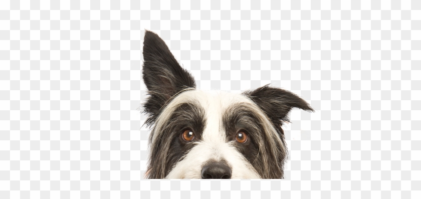 As A Behavioral Trainer, Dog Walker, And Pet Sitter - Pet Credit Card Clipart