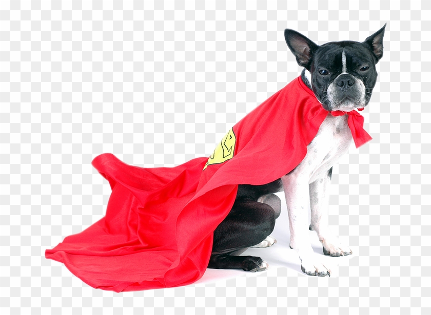 We Are Not A Pet Superstore - Super Dog Png Clipart