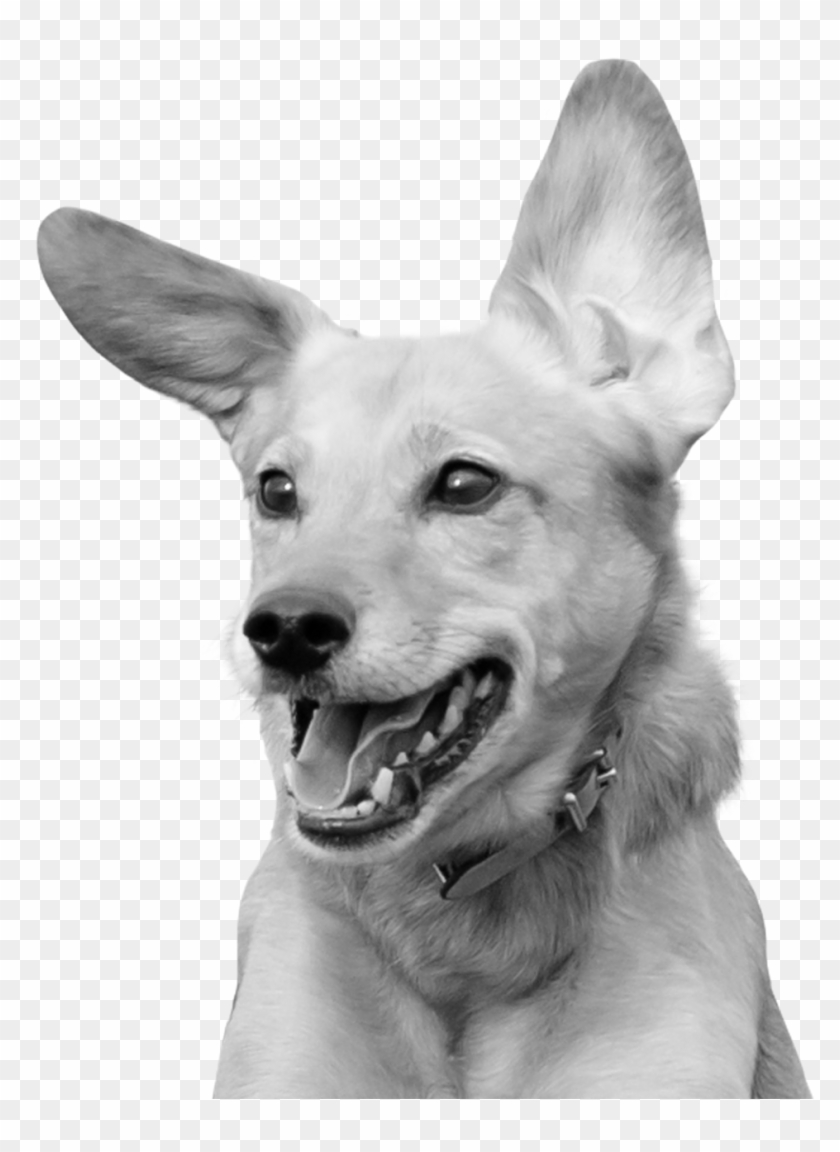 Dog Happy Play Png Clipart #2063245