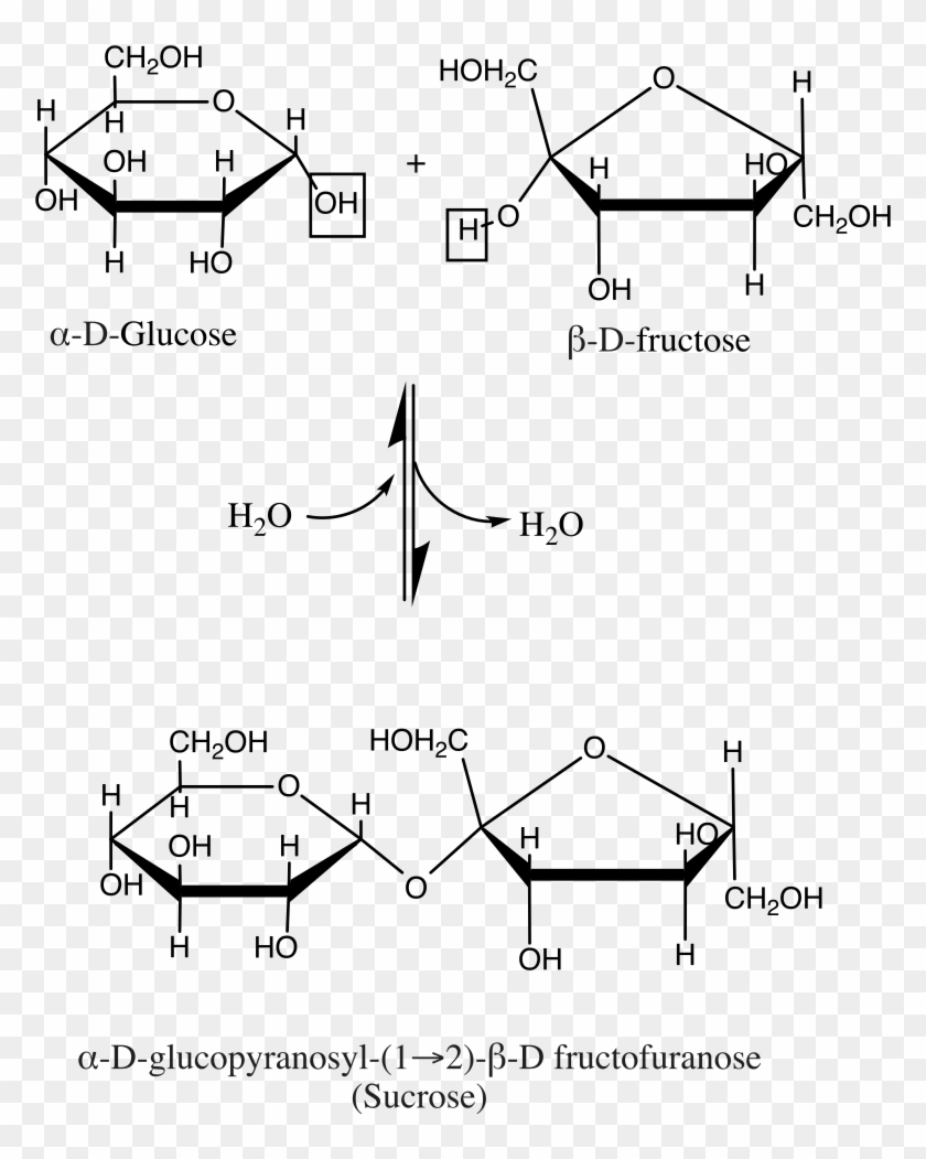 File - Sucrose Condensation - Svg - Backbone Of Polypeptide Chain Clipart #2063504