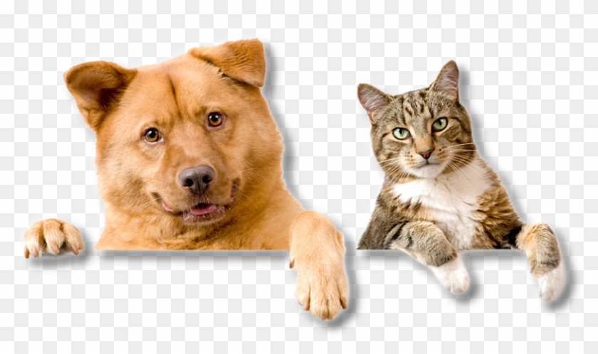 Pet Education Clipart