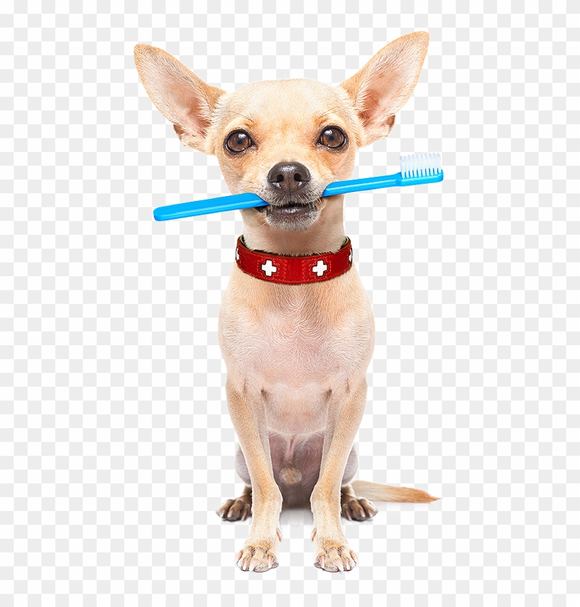 Tips For Pet Dental Care - Pet Dental Care Clipart