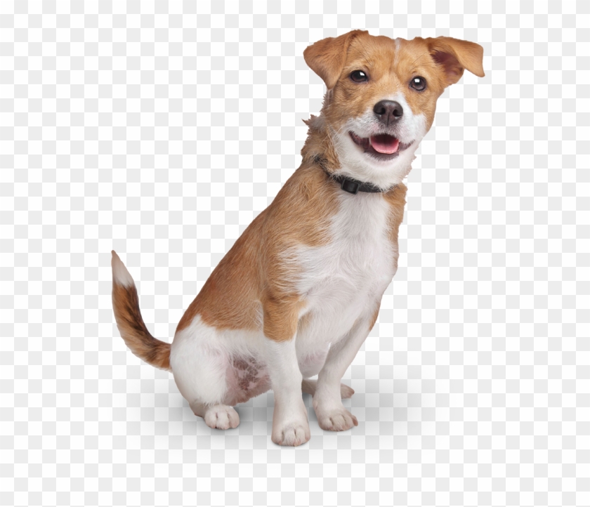 Pals For Paws - Dog Yawns Clipart #2063808