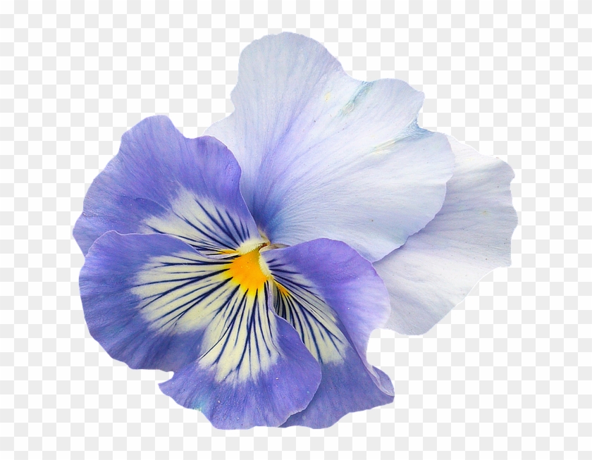 Descrizione Appartamento - زهره البنفسج Png Clipart