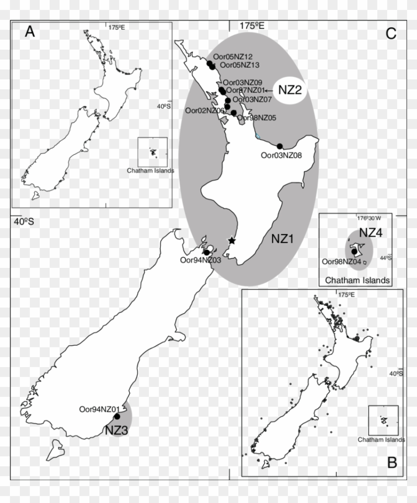 The Distribution Of Killer Whales Around New Zealand - Map Clipart