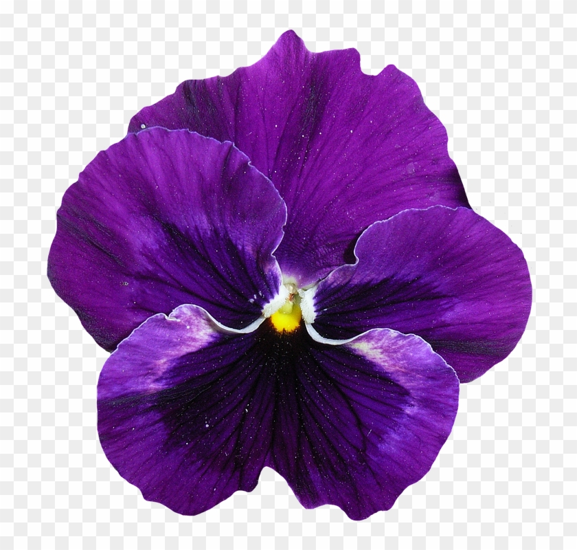 Fiore Viola Png - Pastel De Flores Comestibles Clipart #2064537