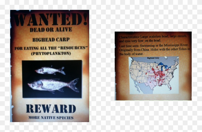 Asian Carp Wanted Poster Clipart